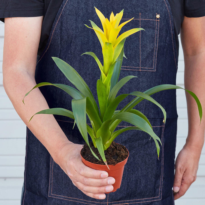 Bromeliad Guzmania &