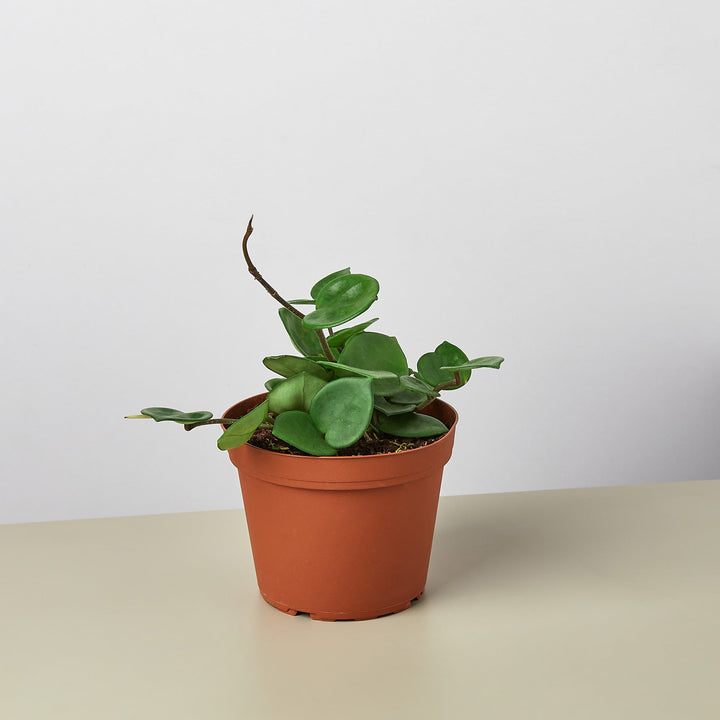 Hoya Carnosa &
