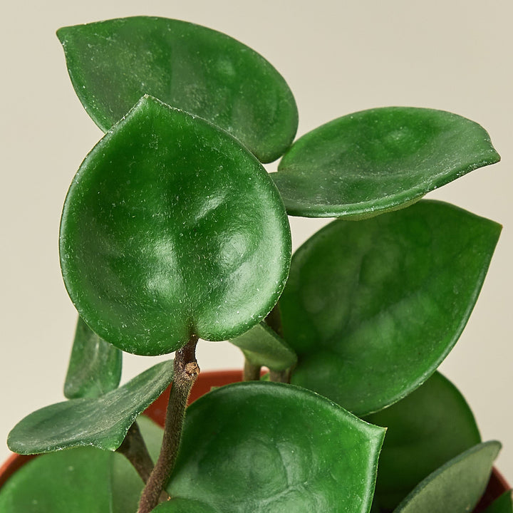 Hoya Carnosa &