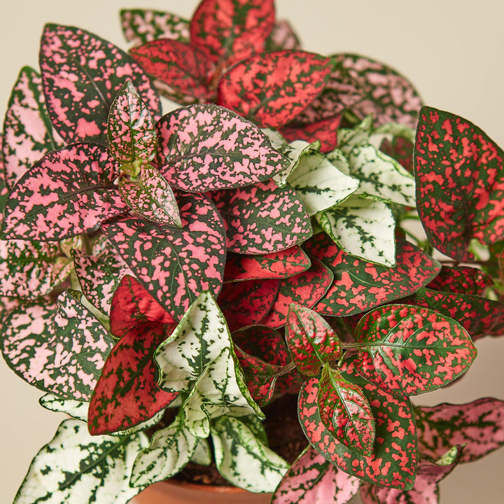 Hypoestes &