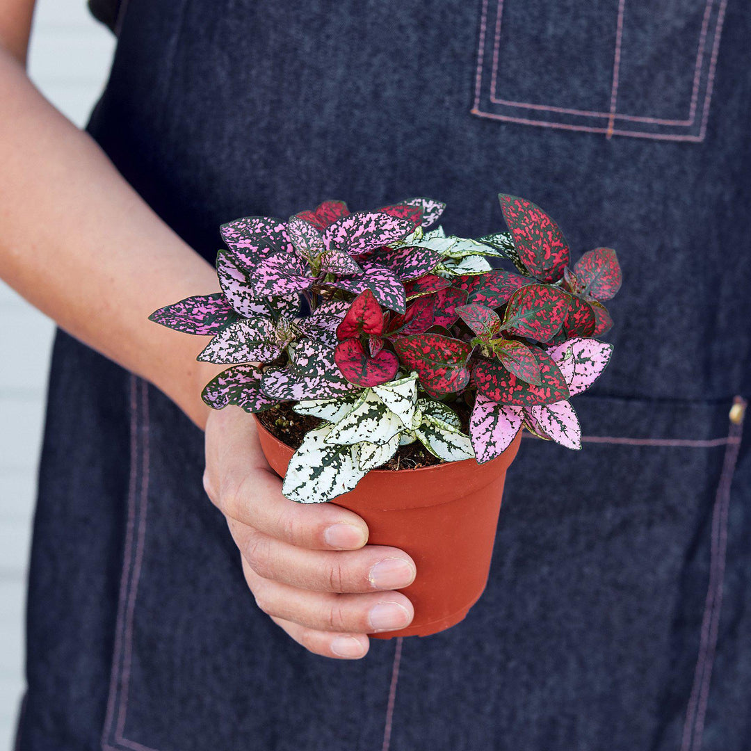 Hypoestes &