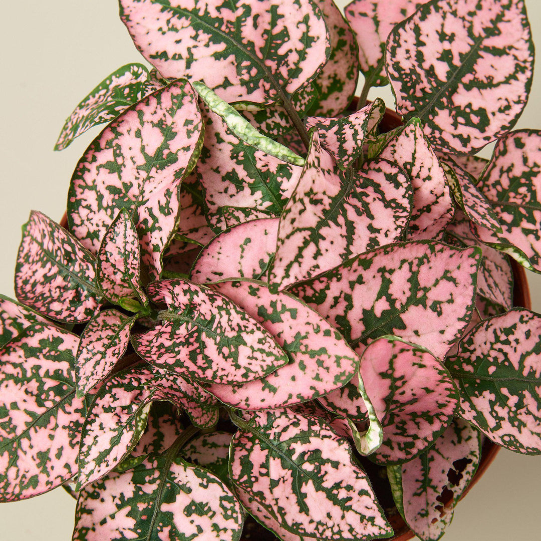 Hypoestes &