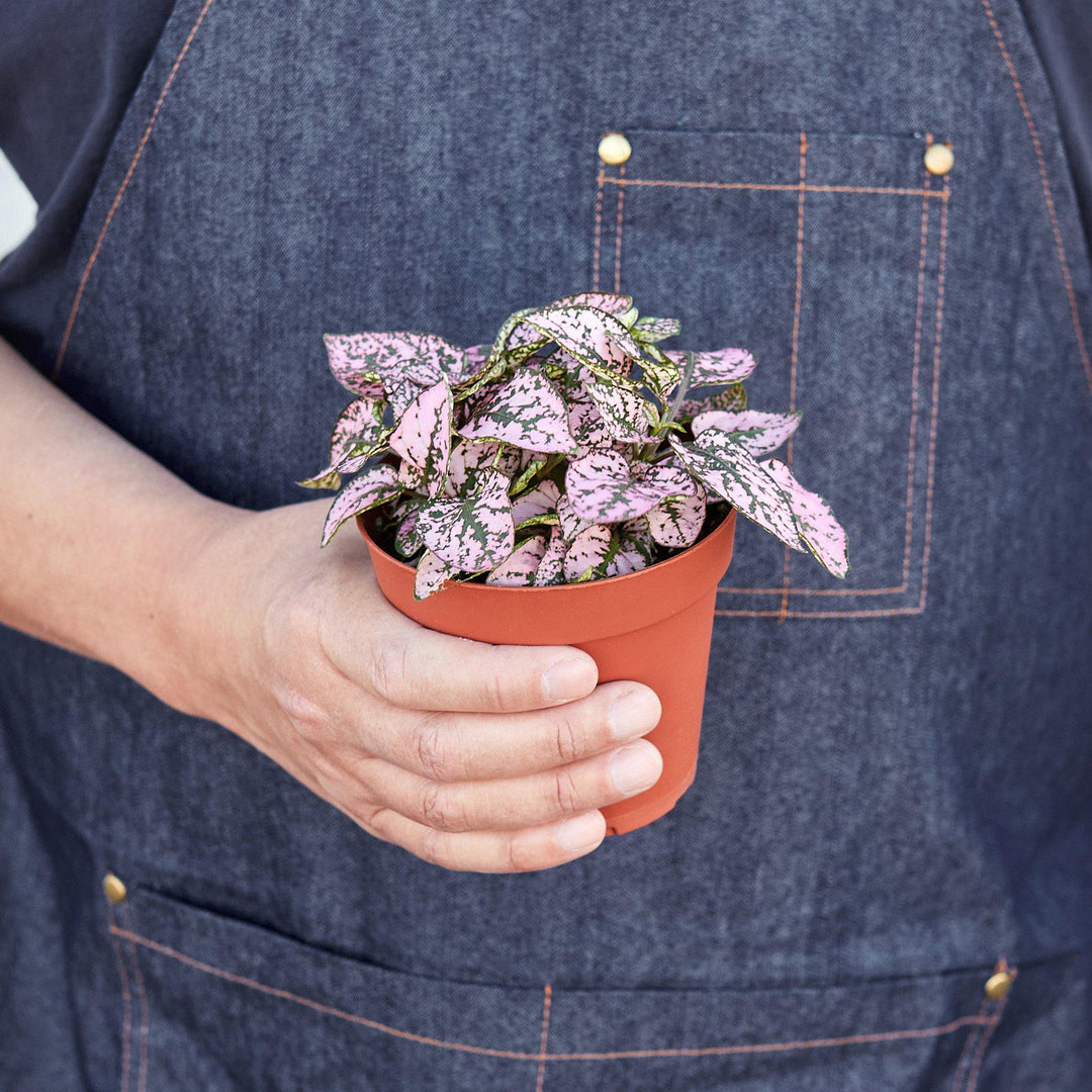 Hypoestes &