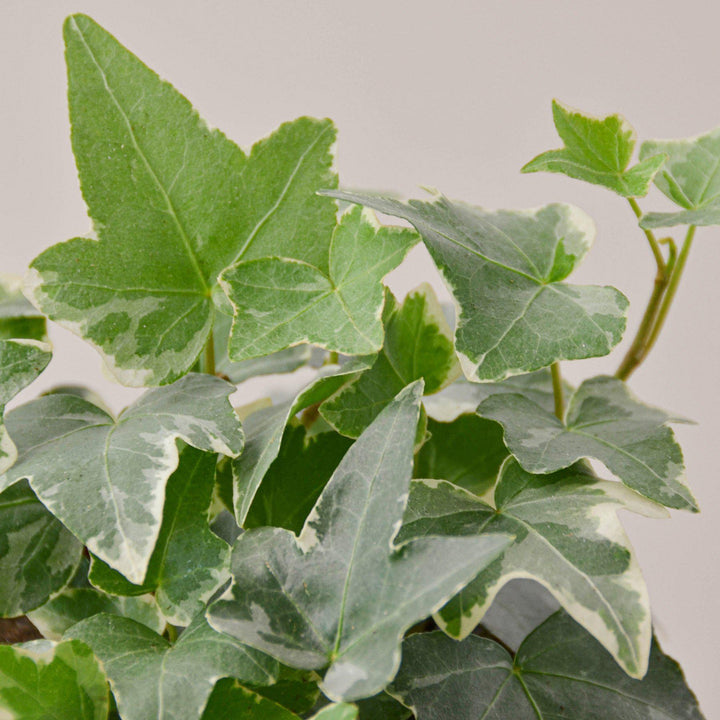 English Ivy &