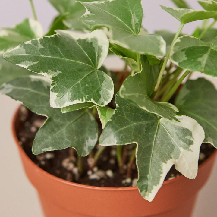 English Ivy &