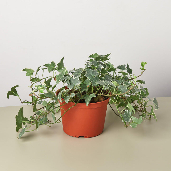 English Ivy &