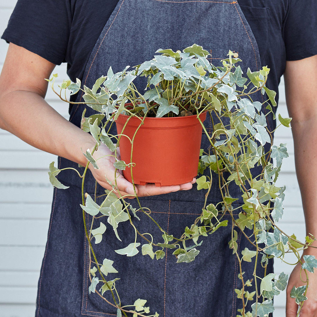 English Ivy &