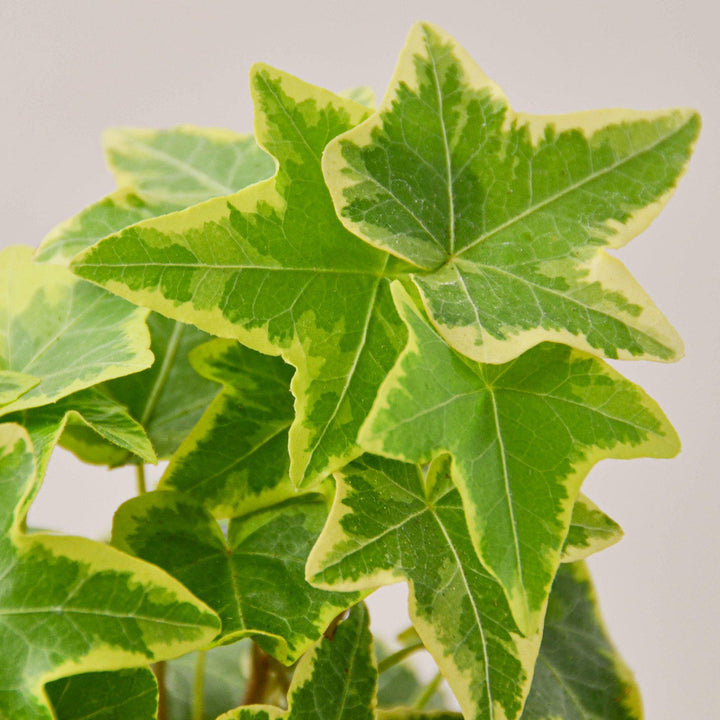 English Ivy &