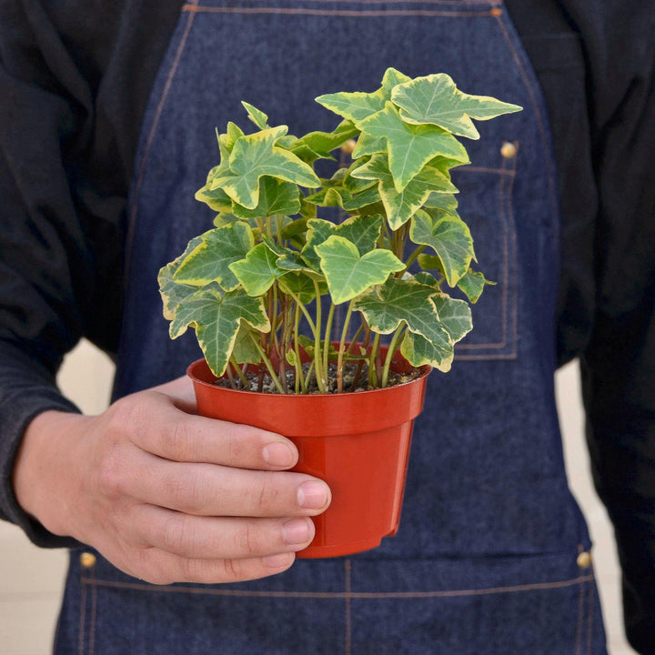 English Ivy &