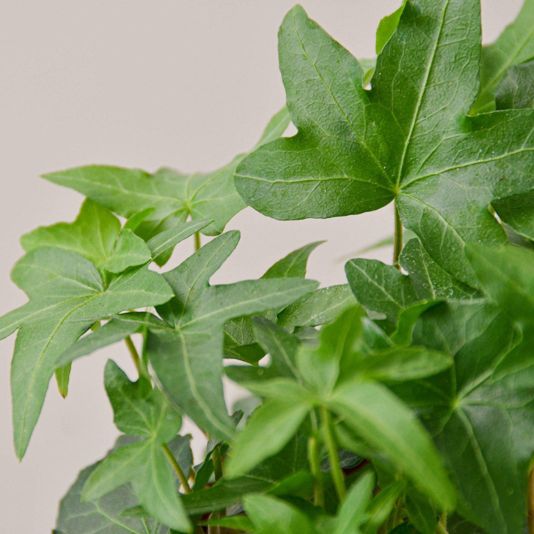 English Ivy &