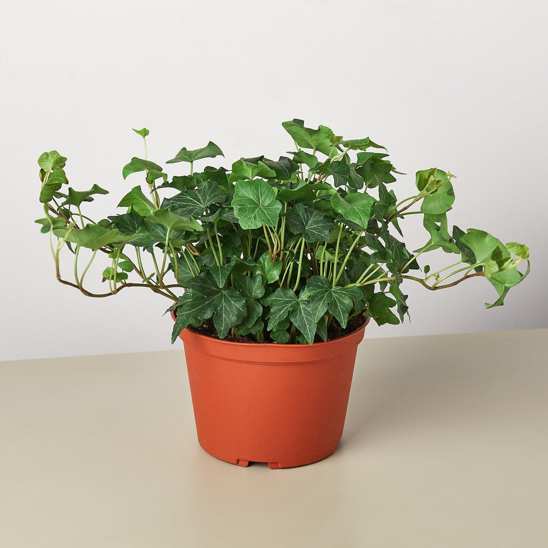 English Ivy &