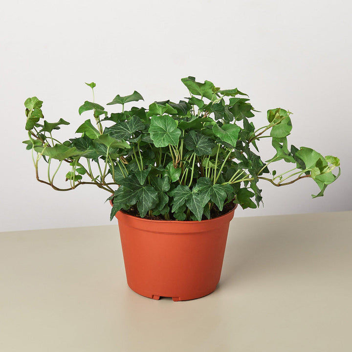 English Ivy &