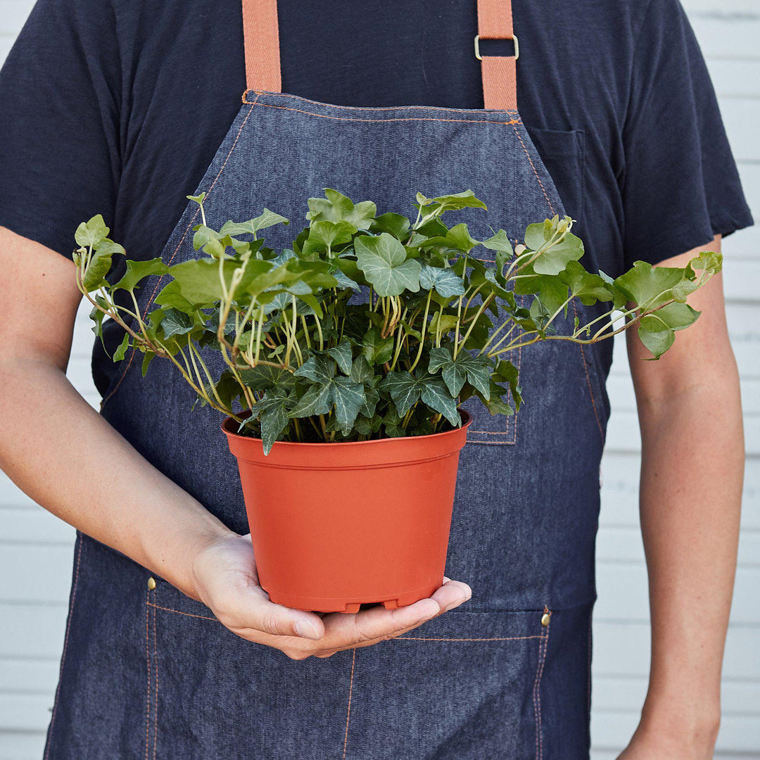 English Ivy &