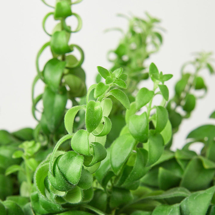 Curly Lipstick Plant Live Indoor House Easy Care Home Office Decor Gift