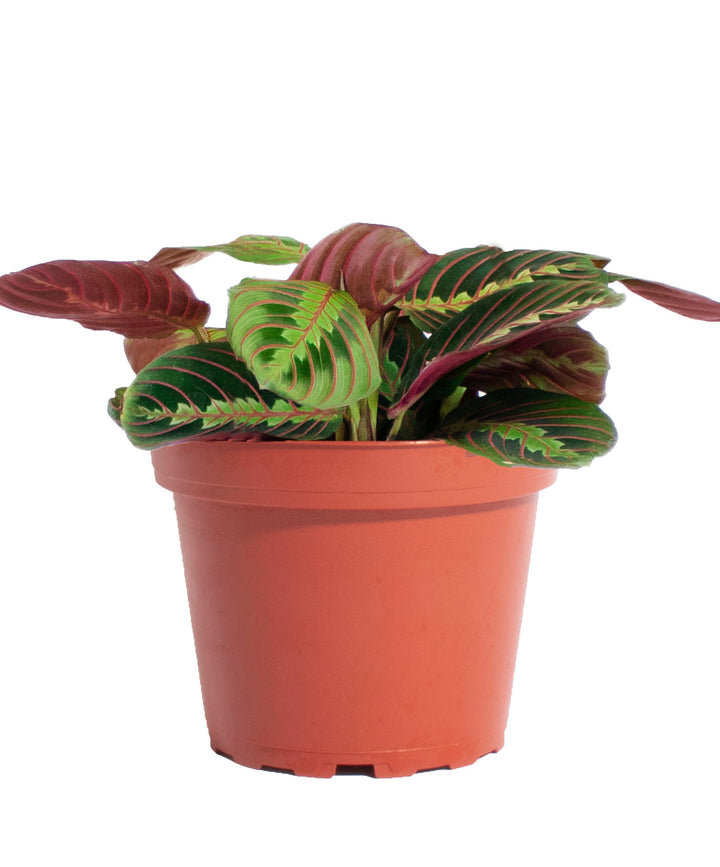 Maranta Red &