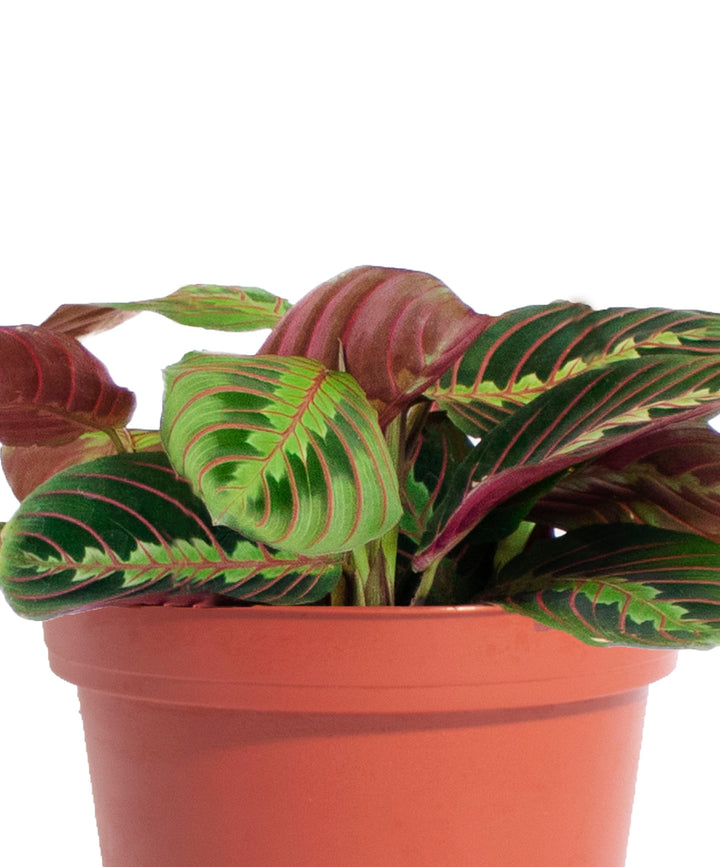 Maranta Red &