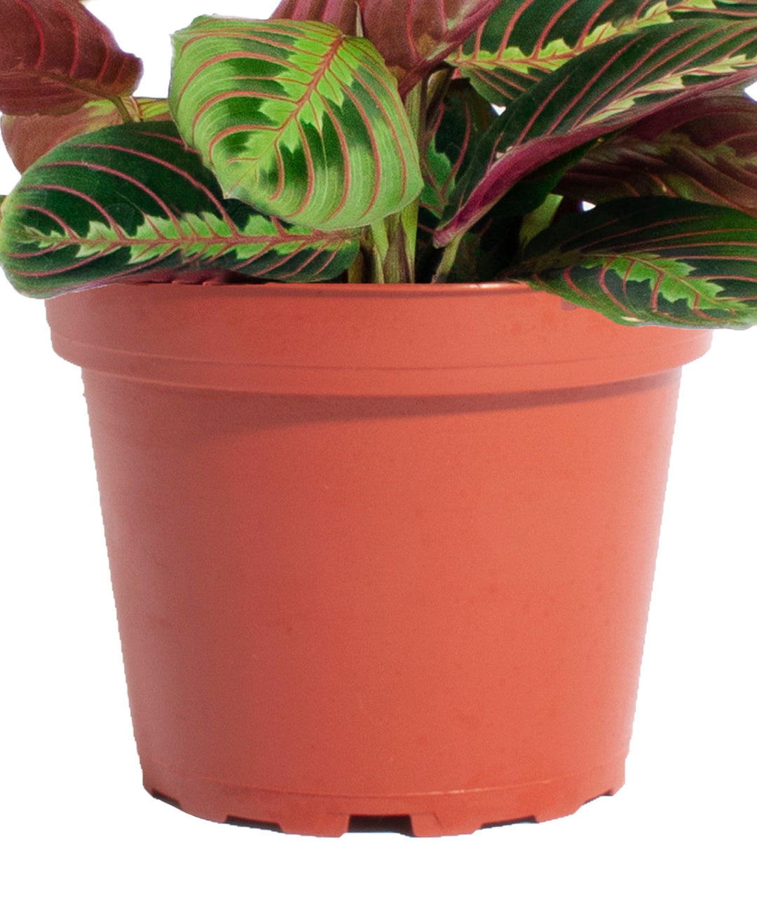 Maranta Red &