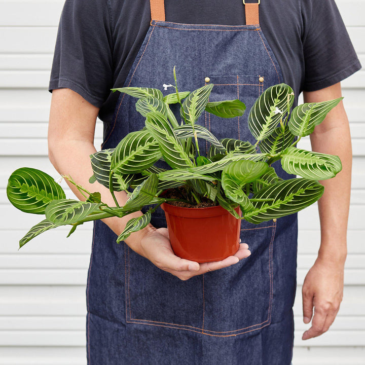 Maranta &