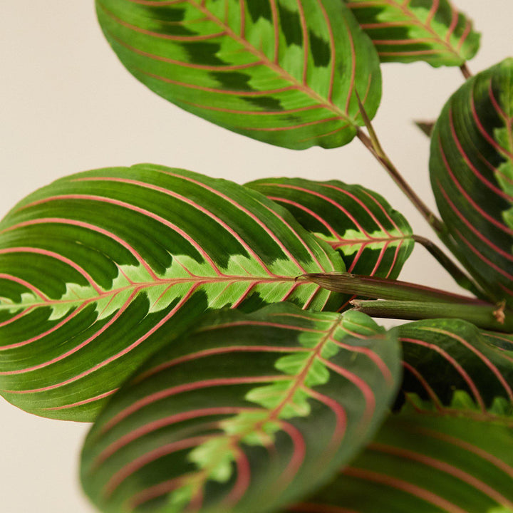 Maranta &