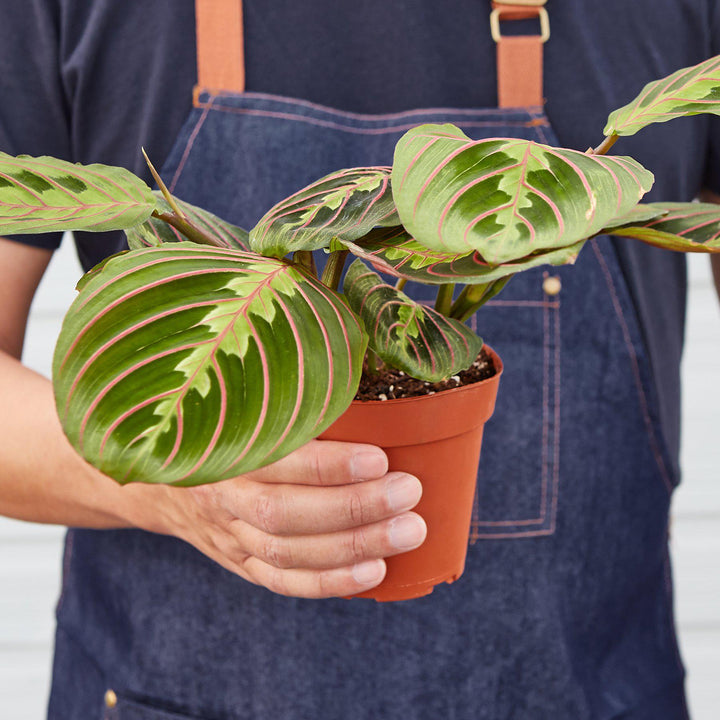 Maranta &