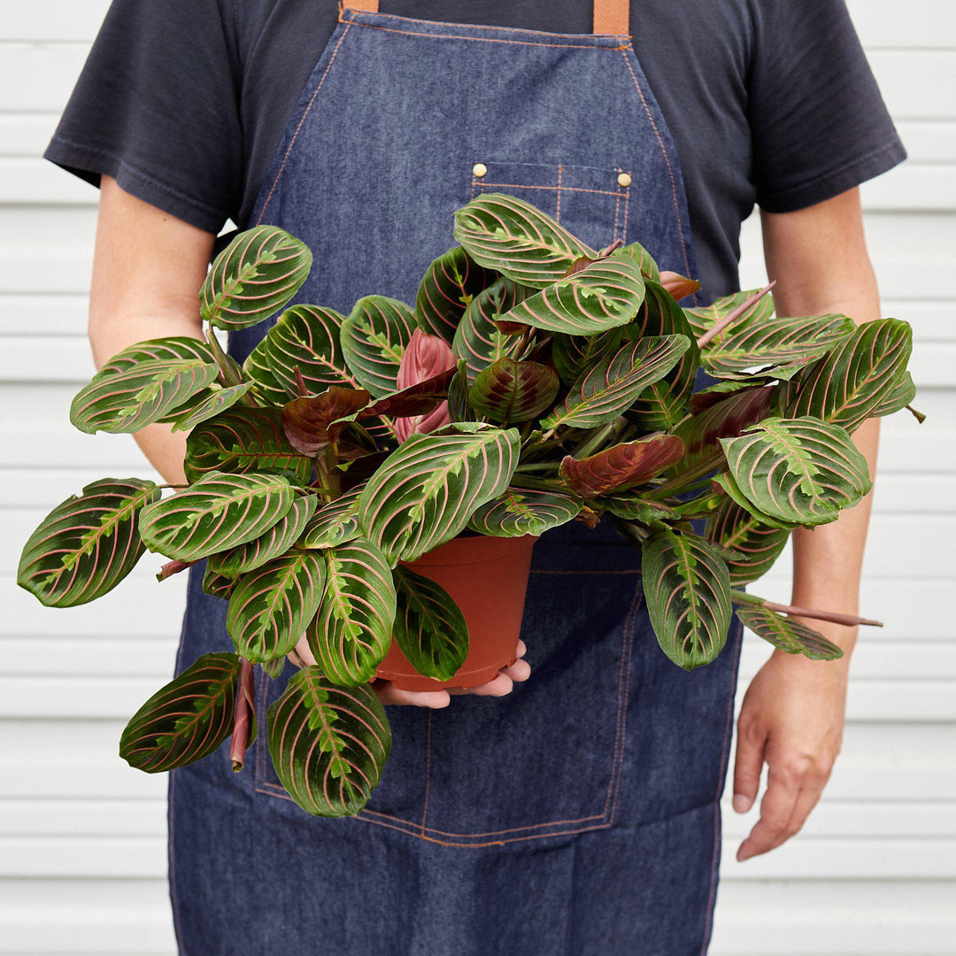 Maranta &