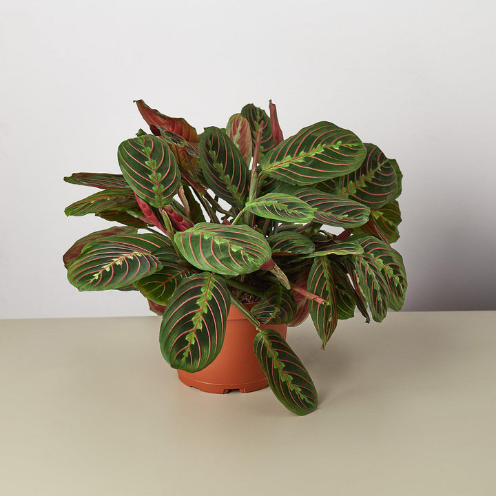 Maranta &