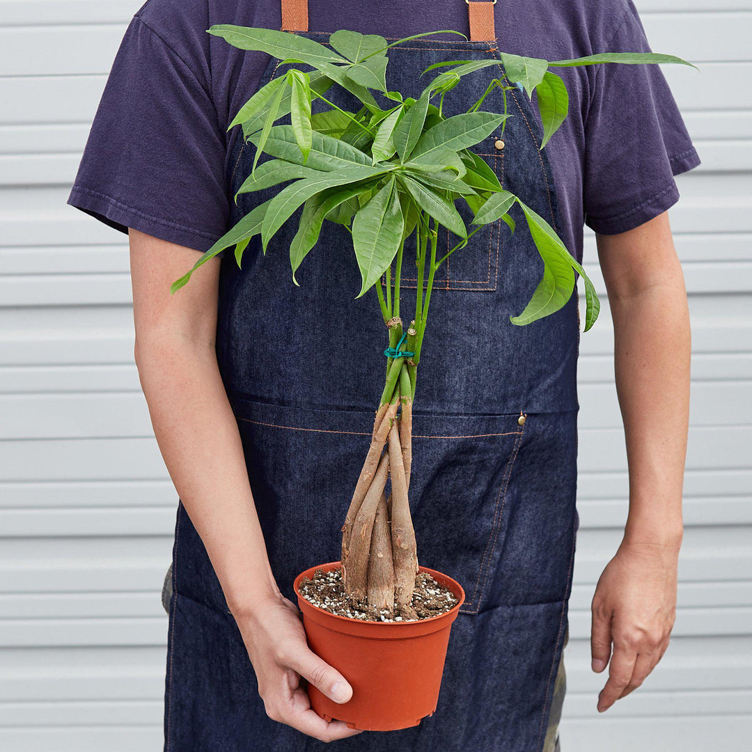 Money Tree &