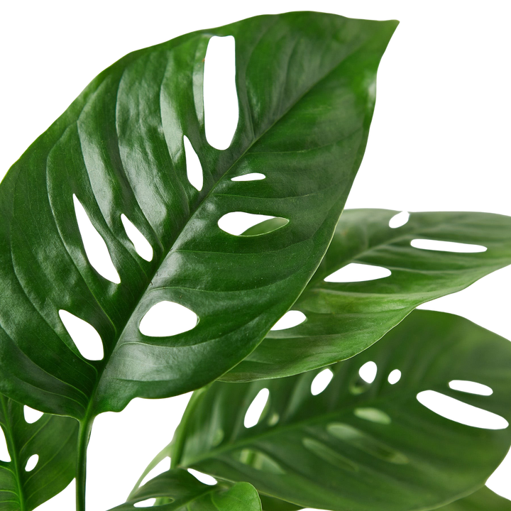 Monstera Adansonii &