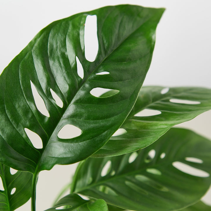 Monstera Adansonii &