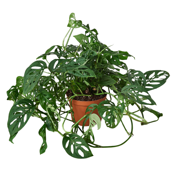 Monstera Adansonii &
