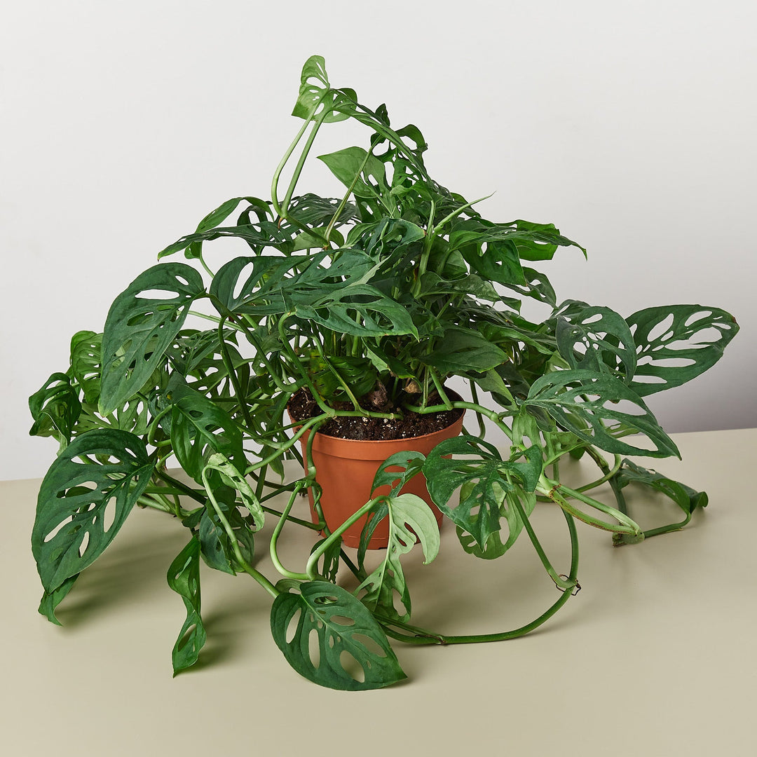 Monstera Adansonii &