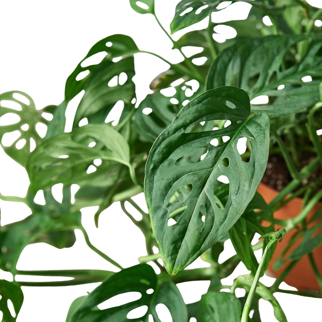 Monstera Adansonii &