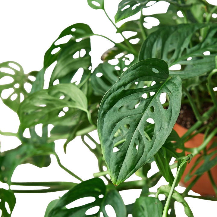 Monstera Adansonii &