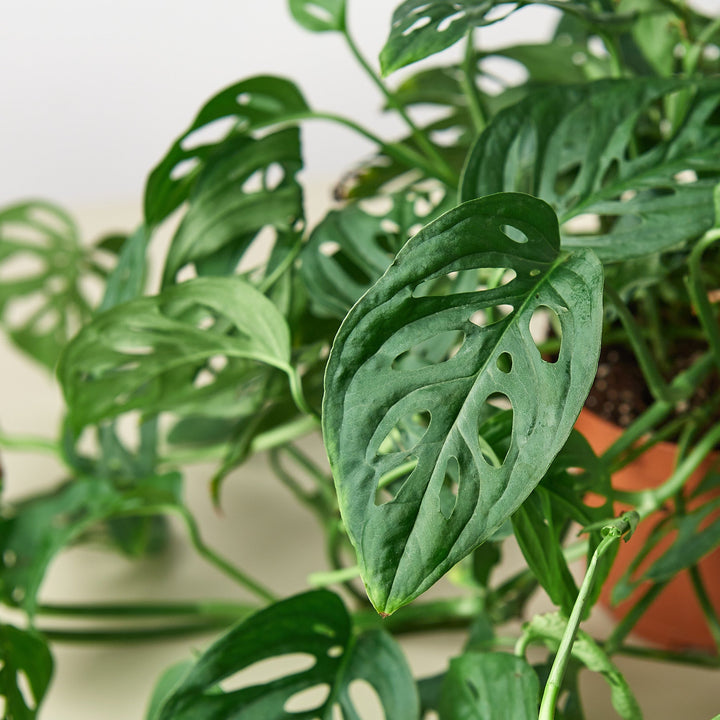 Monstera Adansonii &