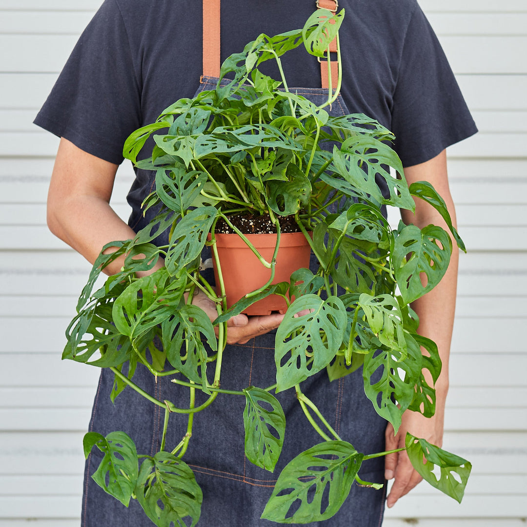Monstera Adansonii &