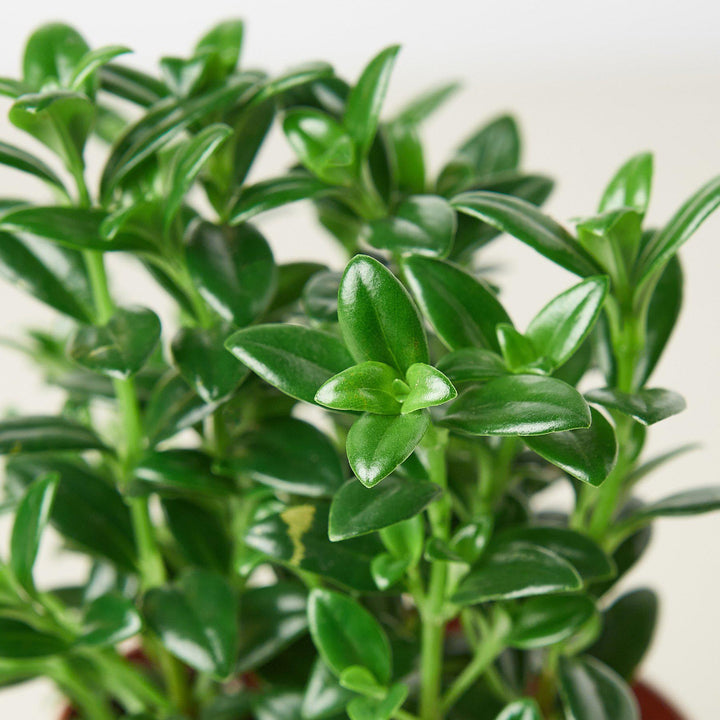 Nematanthus Candy Corn Plant &