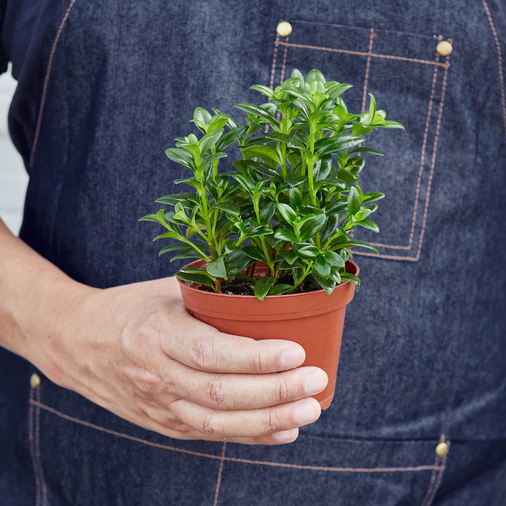 Nematanthus Candy Corn Plant &