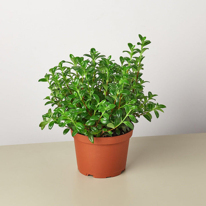 Nematanthus Candy Corn Plant &
