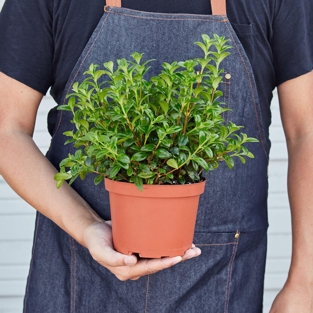Nematanthus Candy Corn Plant &
