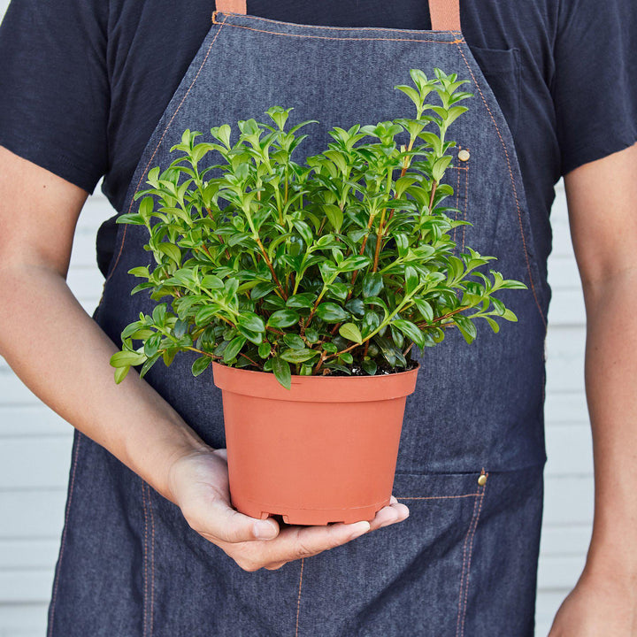 Nematanthus Candy Corn Plant &