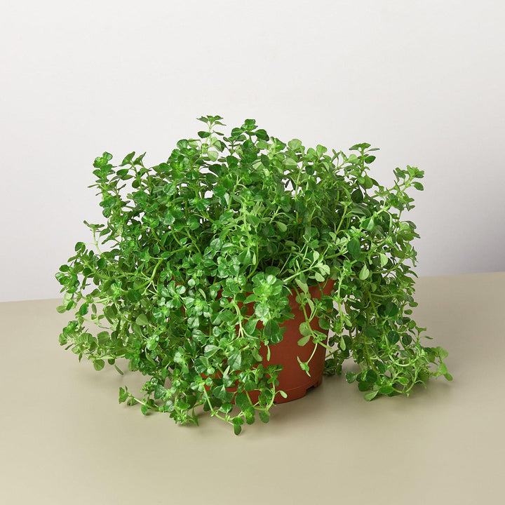 Nettle &