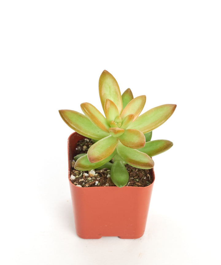 Sedum Adolphii &