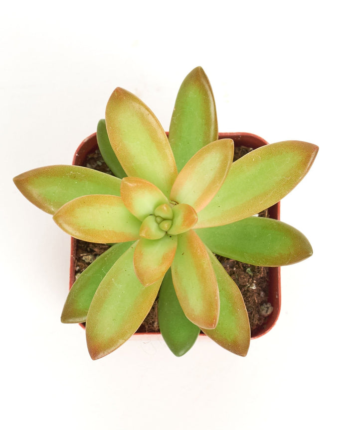 Sedum Adolphii &