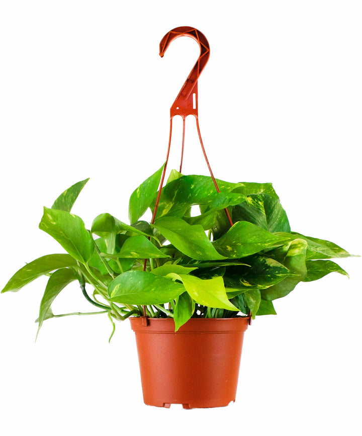 Epipremnum aureum &