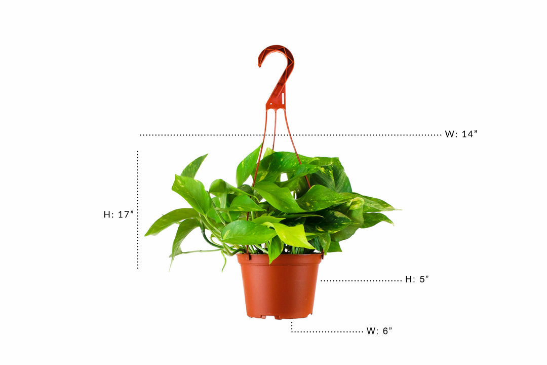 Epipremnum aureum &