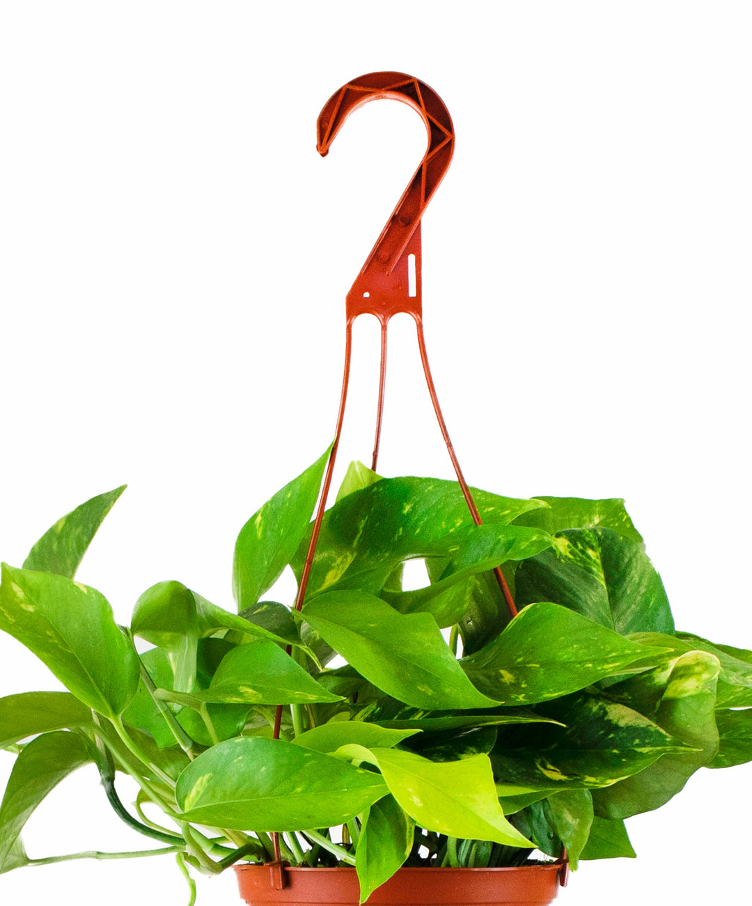 Epipremnum aureum &