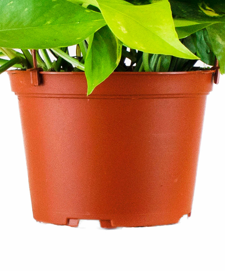 Epipremnum aureum &