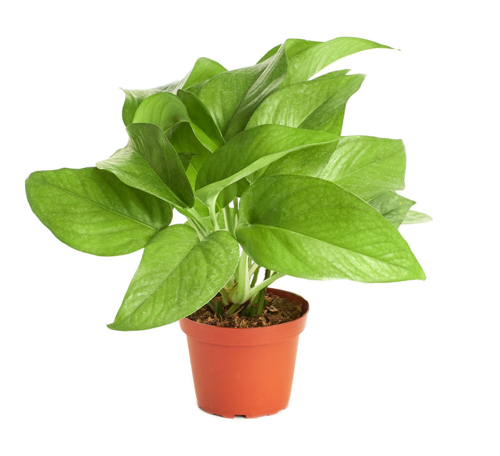 Epipremnum aureum &