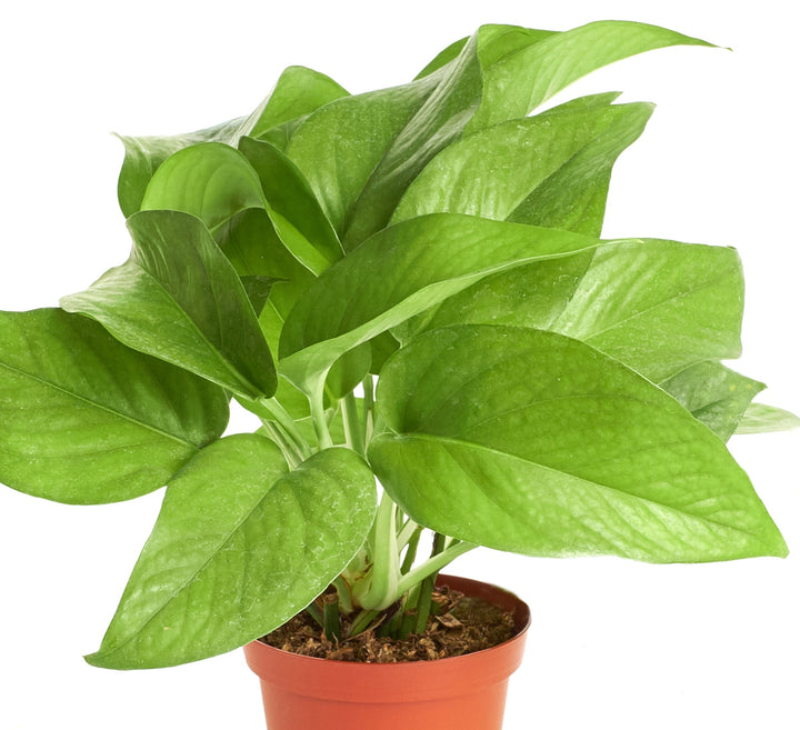Epipremnum aureum &