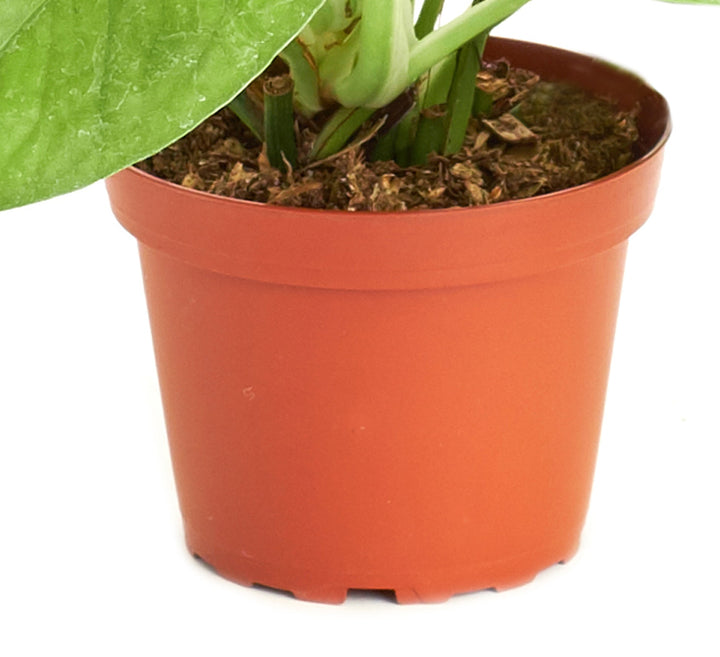 Epipremnum aureum &